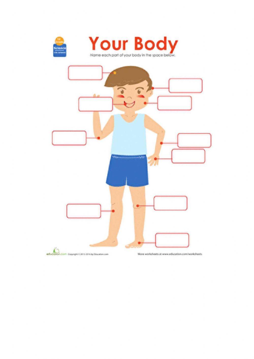 body-parts-online-exercise-for-3-live-worksheets