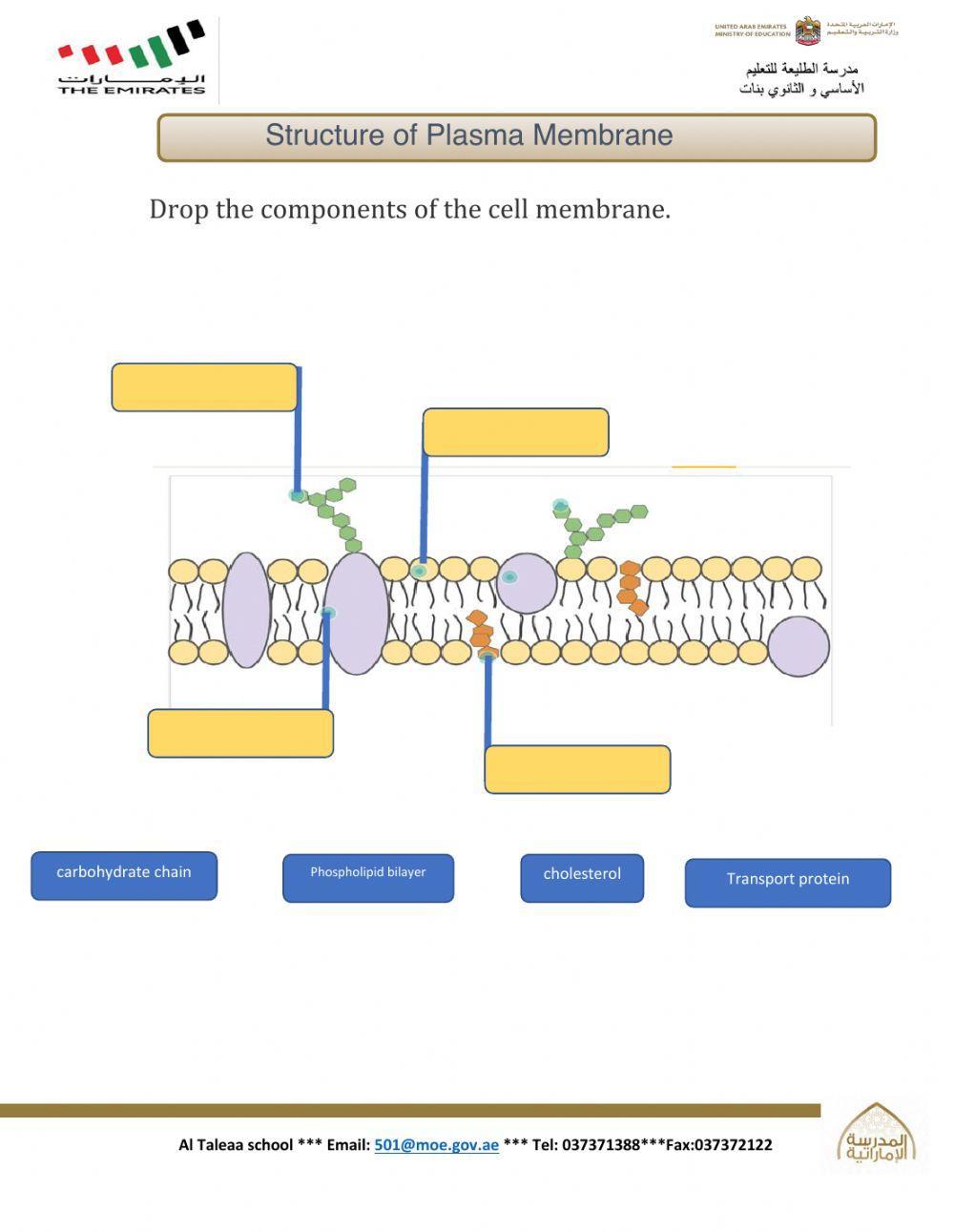 Plasma Membrane Diagram Worksheet