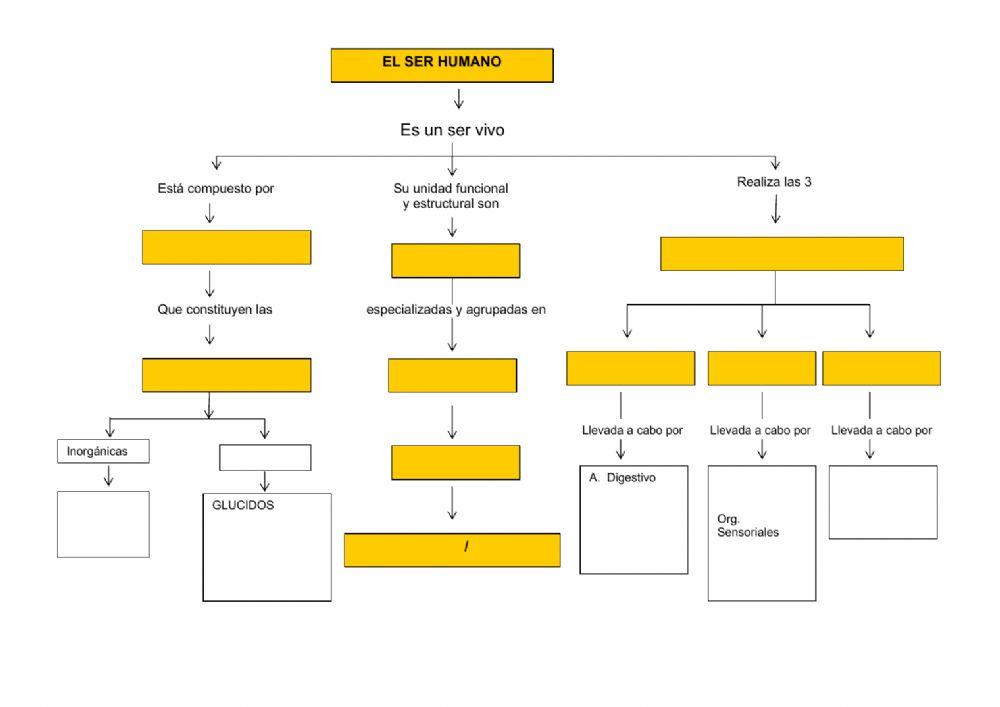 Esquema conceptual ser humano