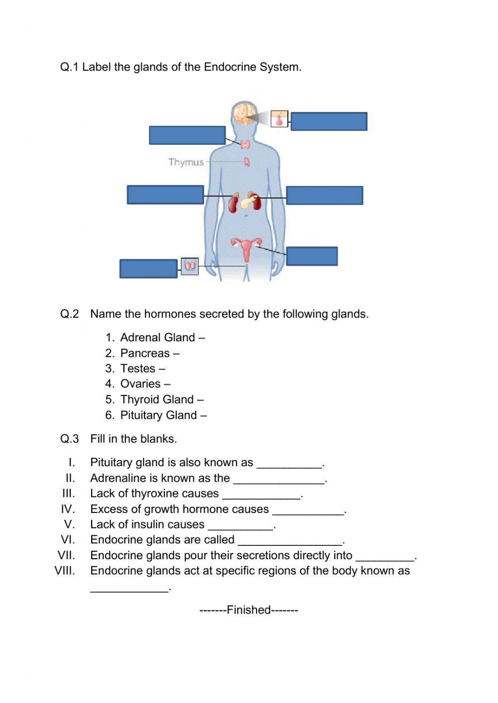 Endocrine System For Kids Worksheets
