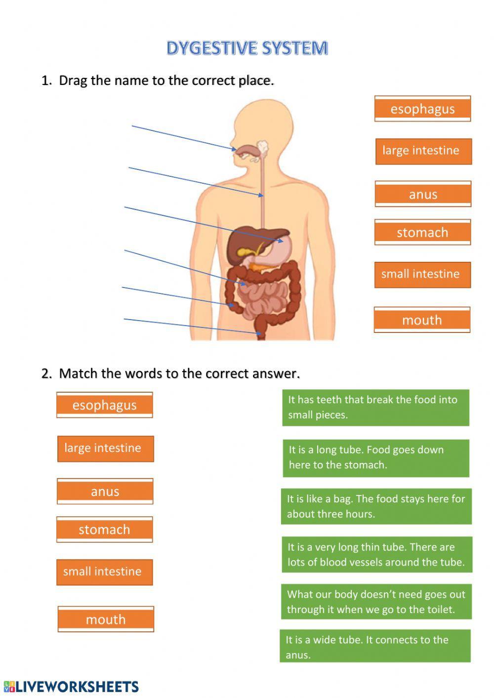 Digestive system