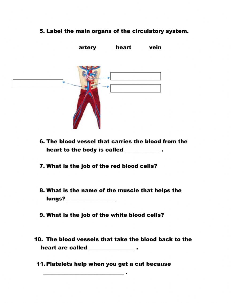 Circulatory & Respiratory System