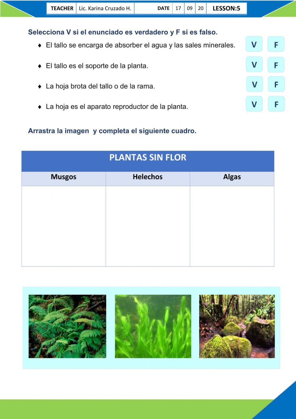 Las plantas