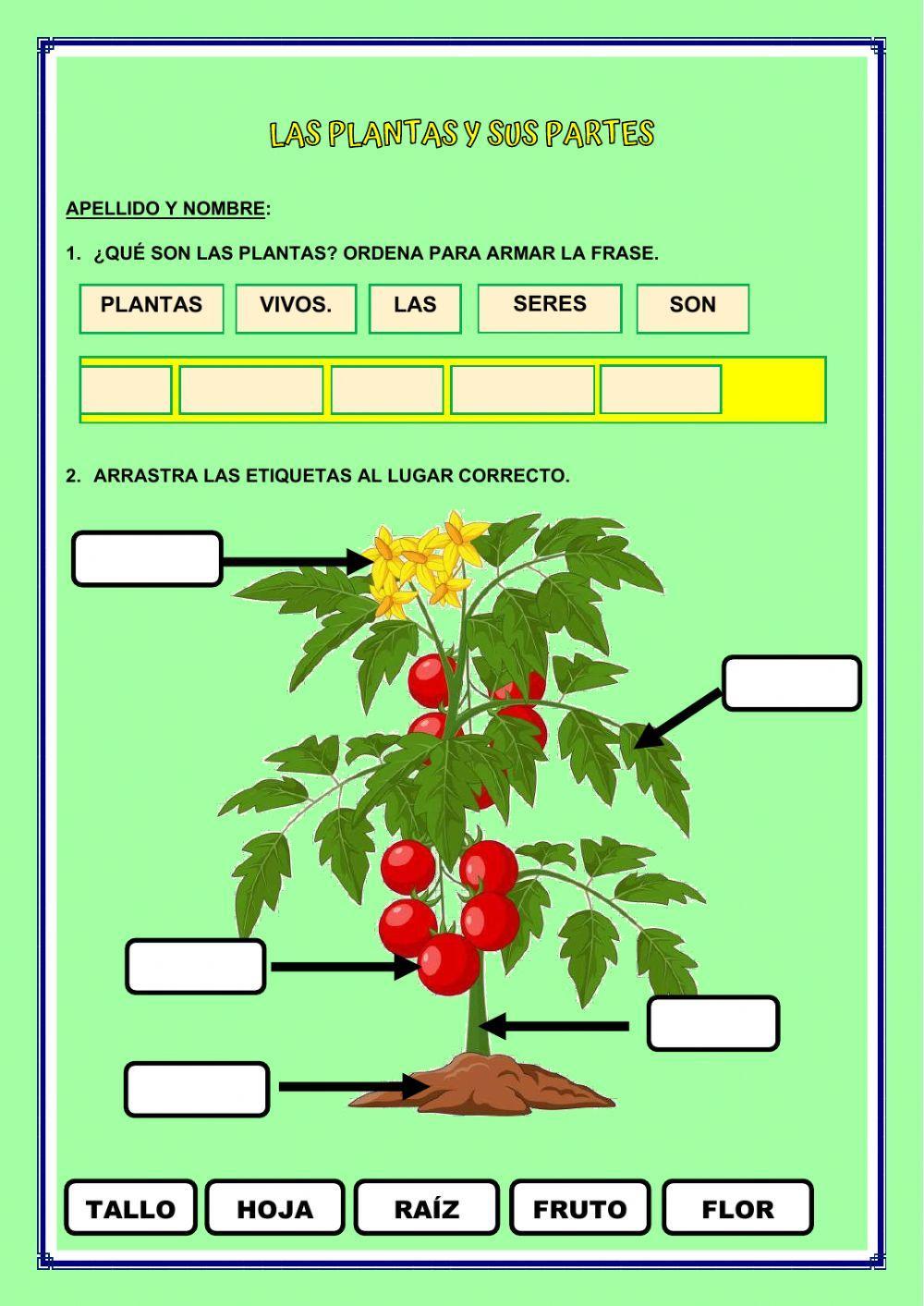 LAS PARTES DE LA PLANTA