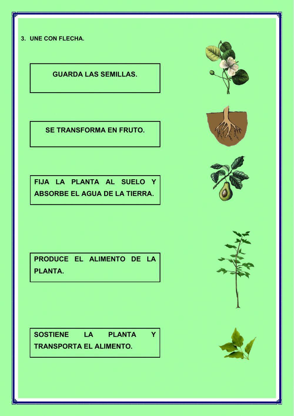 LAS PARTES DE LA PLANTA