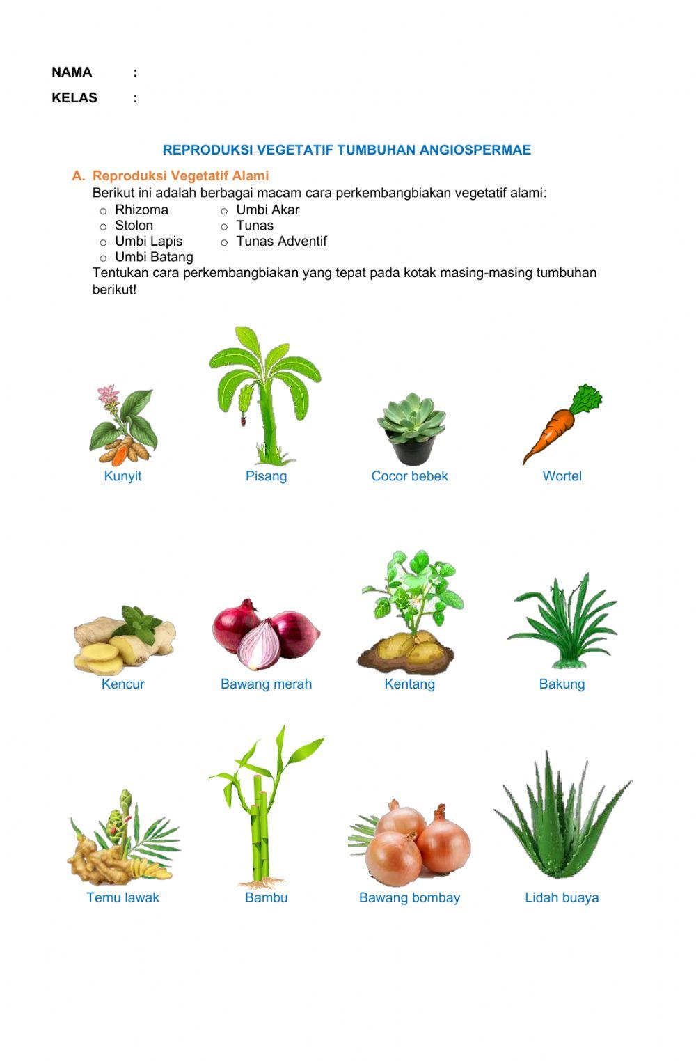 Vegetatif tumbuhan