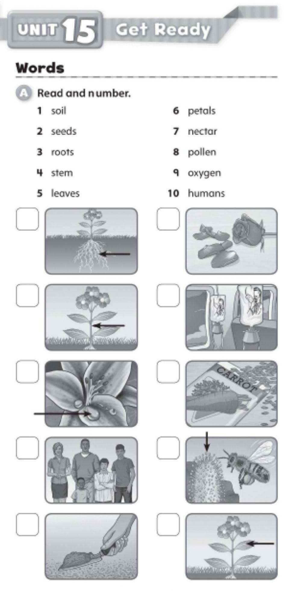 Plants Vocabulary