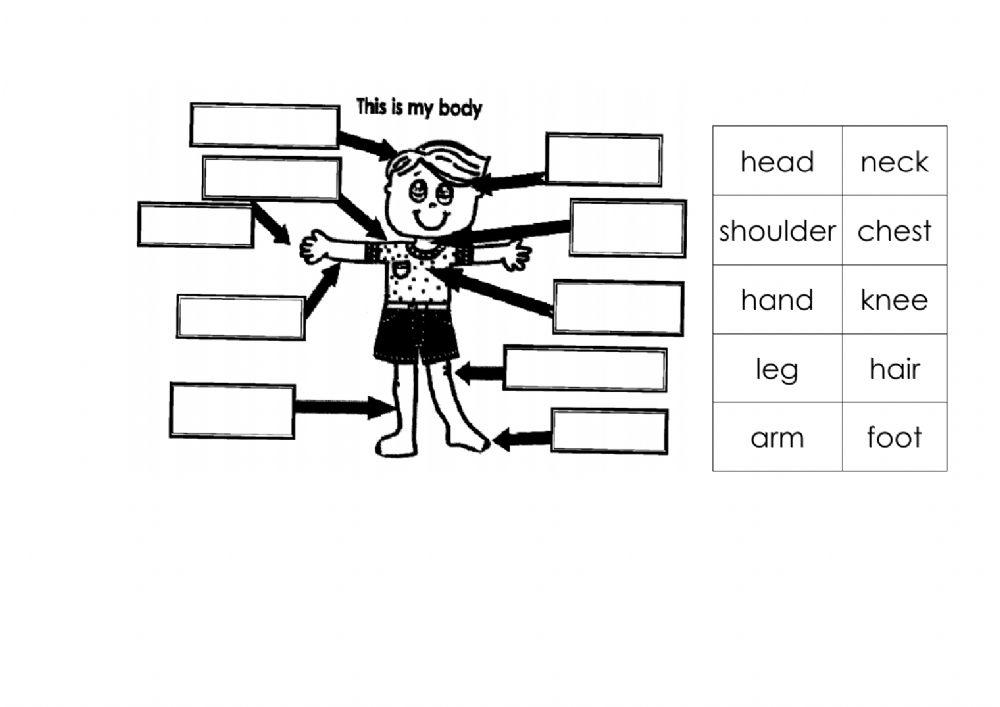 body-parts-worksheet-live-worksheets