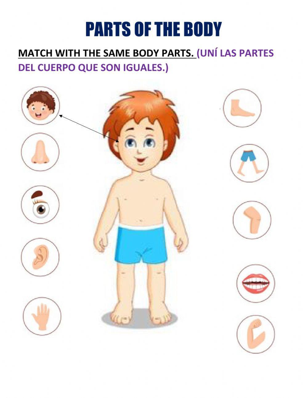 Parts of the body online exercise for KINDERGARTEN | Live Worksheets parts-of-the-body-online-exercise-for-kindergarten-live-worksheets