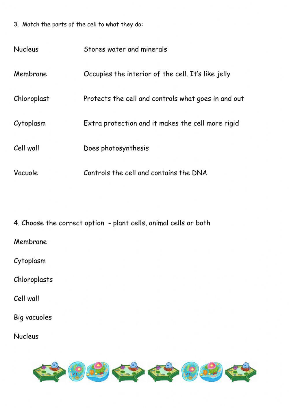 Plant and animal cells