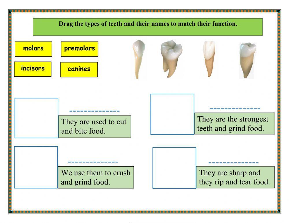 Types of teeth and their function