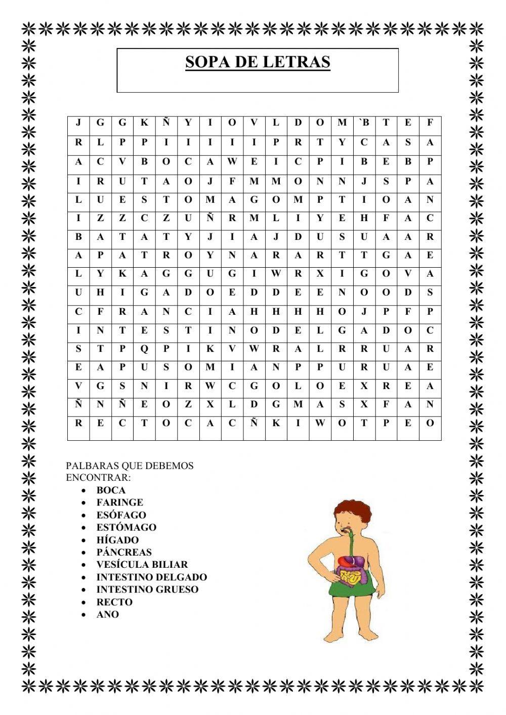 Actividades sistema digestivo