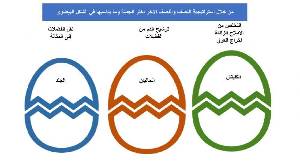 ورقة عمل النصف والنصف الاخر الجهاز الاخراجي