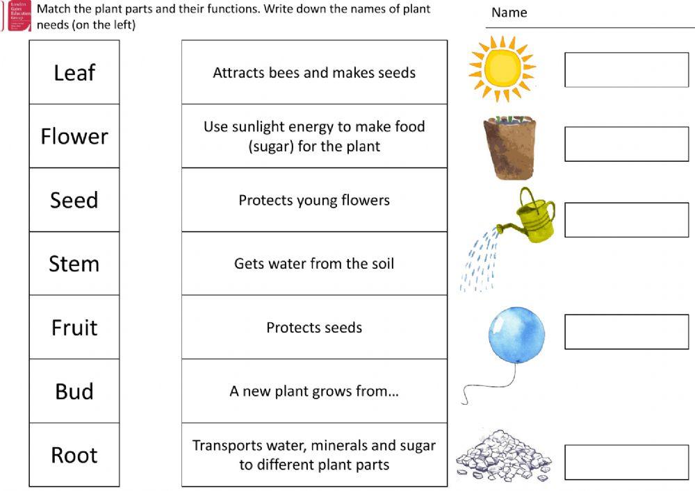 Lesson 1. Plants' parts and their functions.