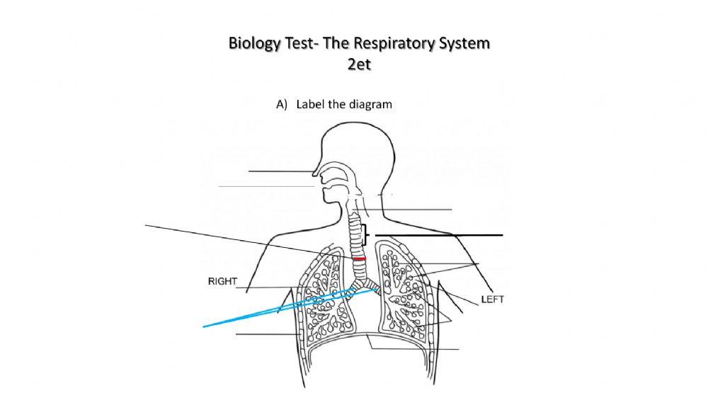 Respiratory System (Group 2)