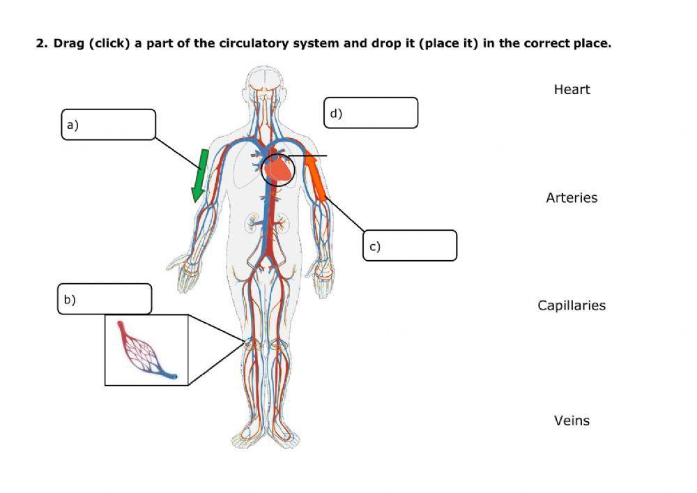 The circulatory system