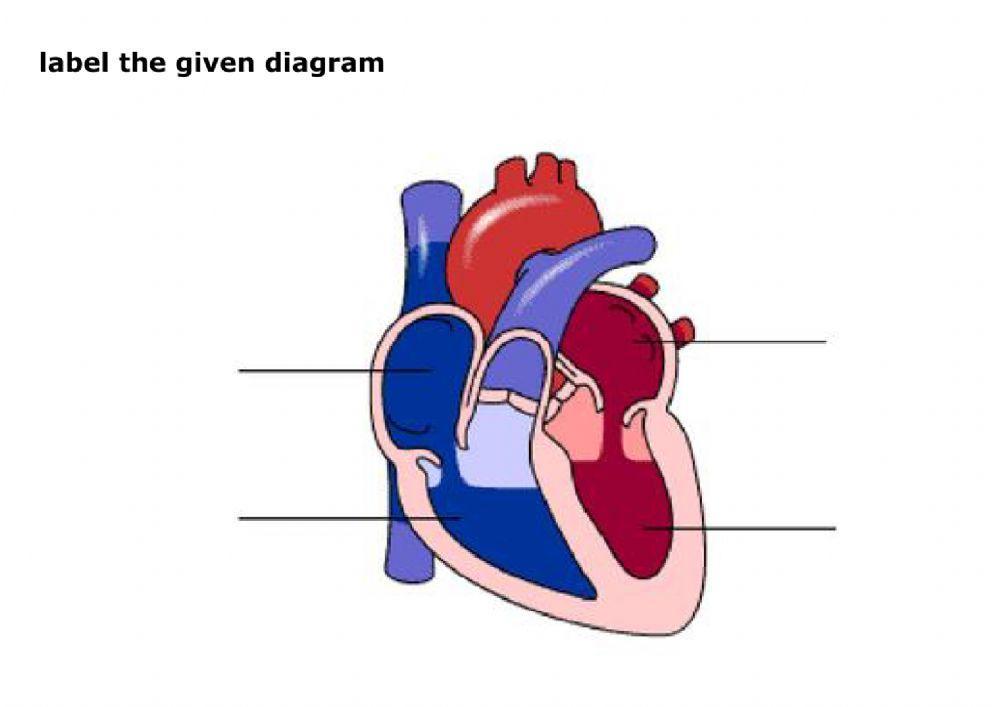 The circulatory system