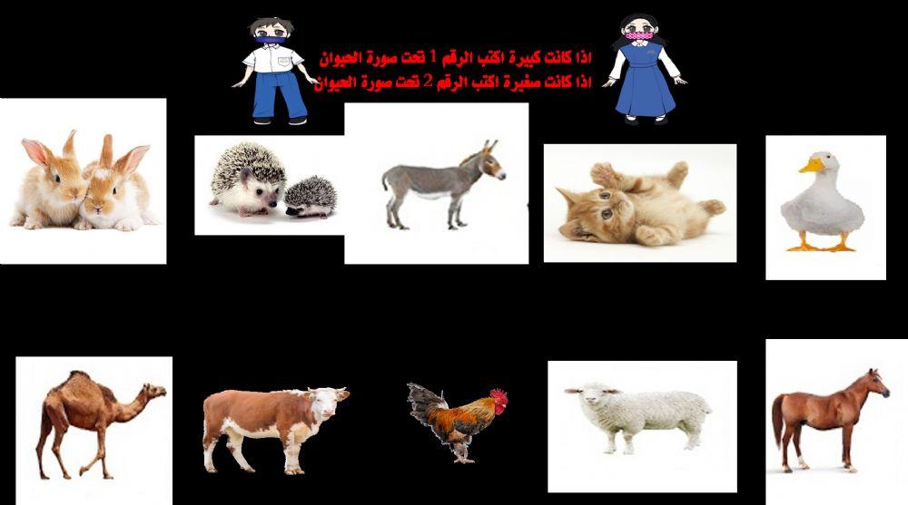 تصنيف الحيوانات