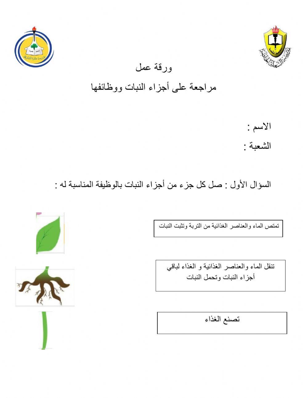 ورقة عمل على وظائف أجزاء النبات