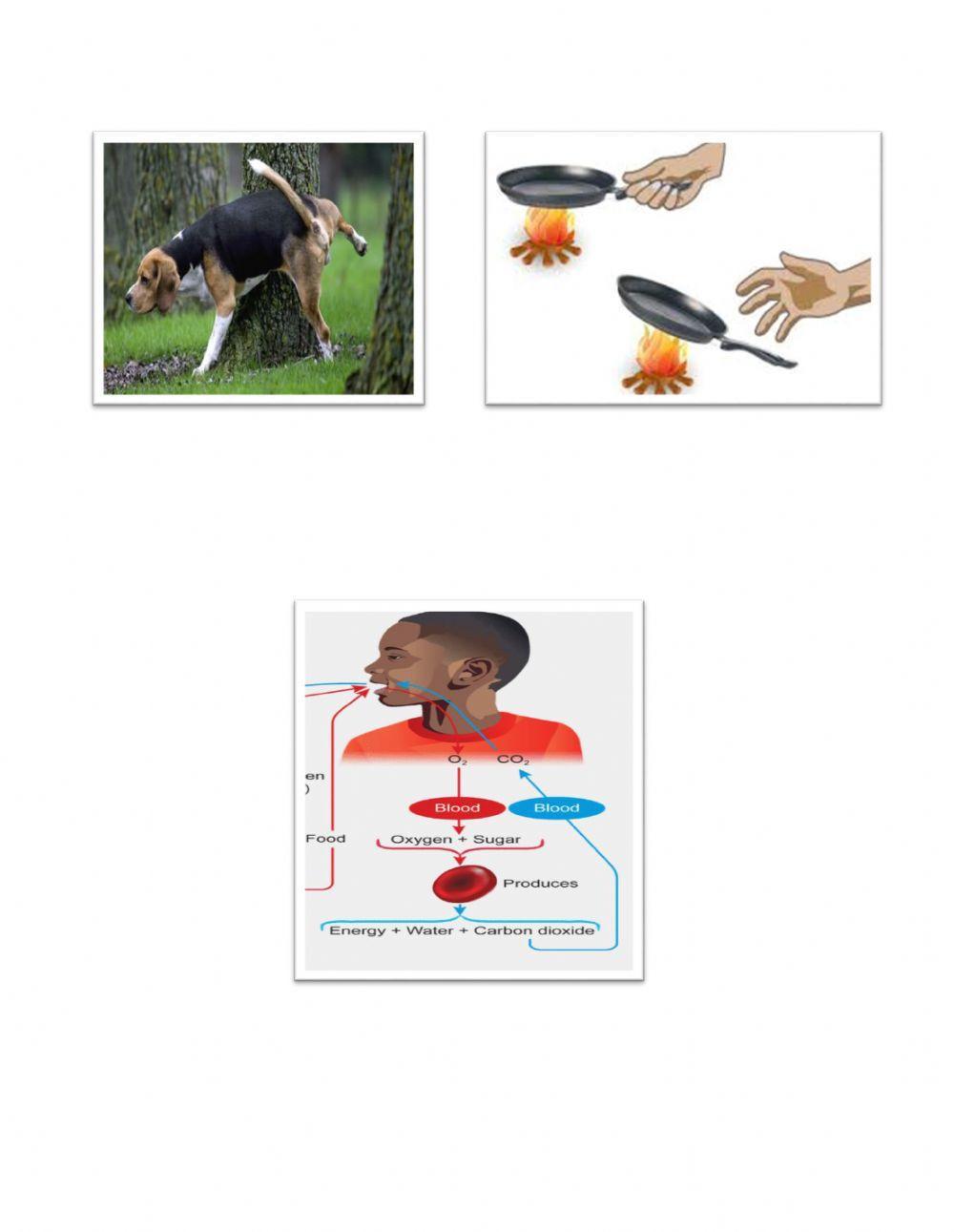 Characteristics of Living Things