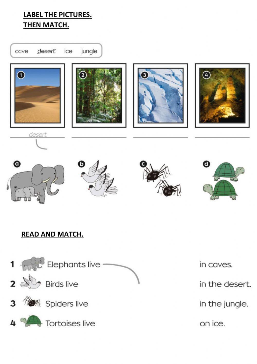 Where do animals live?