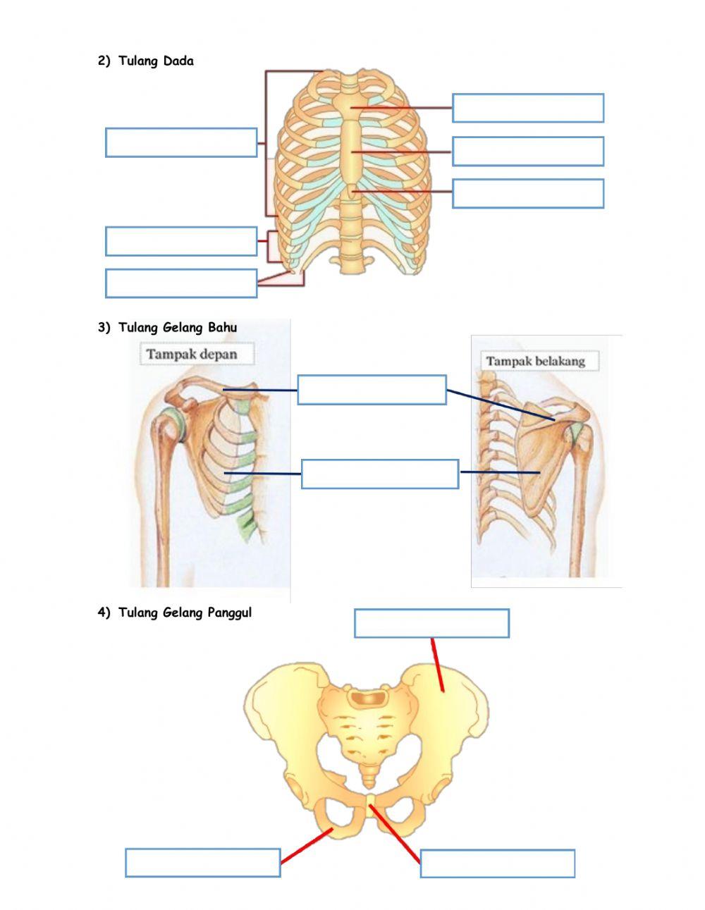 Tulang-Tulang Penyusun Rangka Manusia