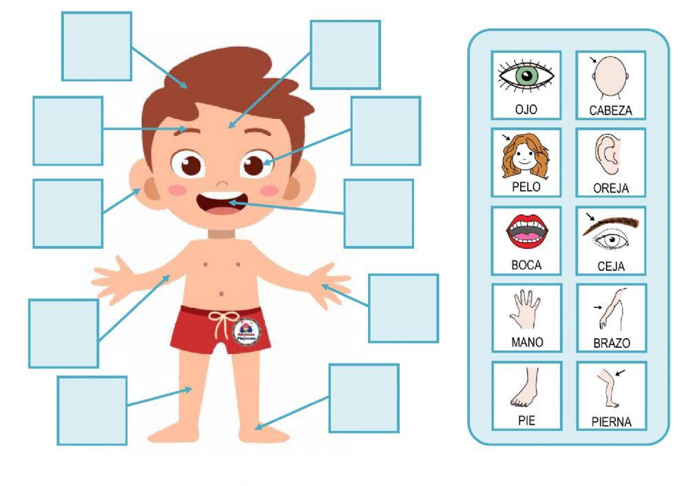 La cara y el cuerpo