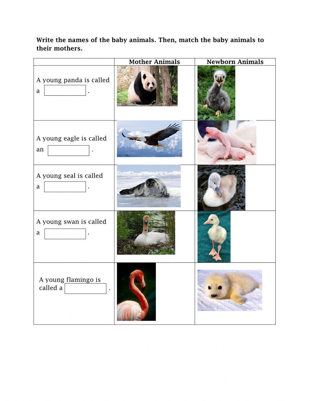 Newborn Animals and Mothers