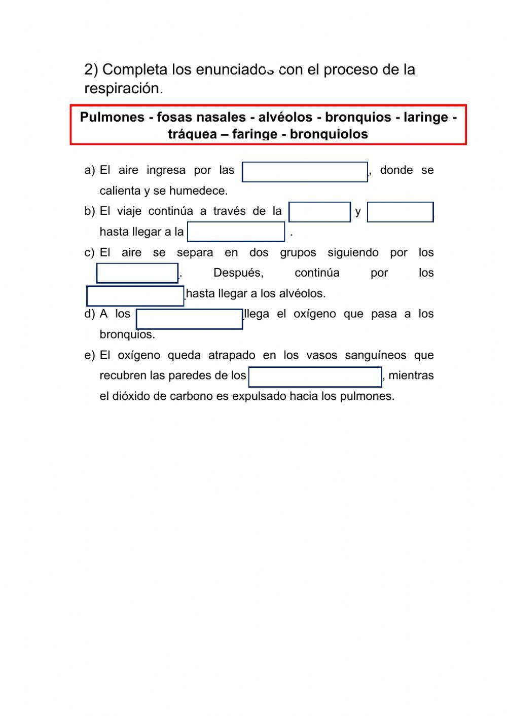 Sistema Respiratorio