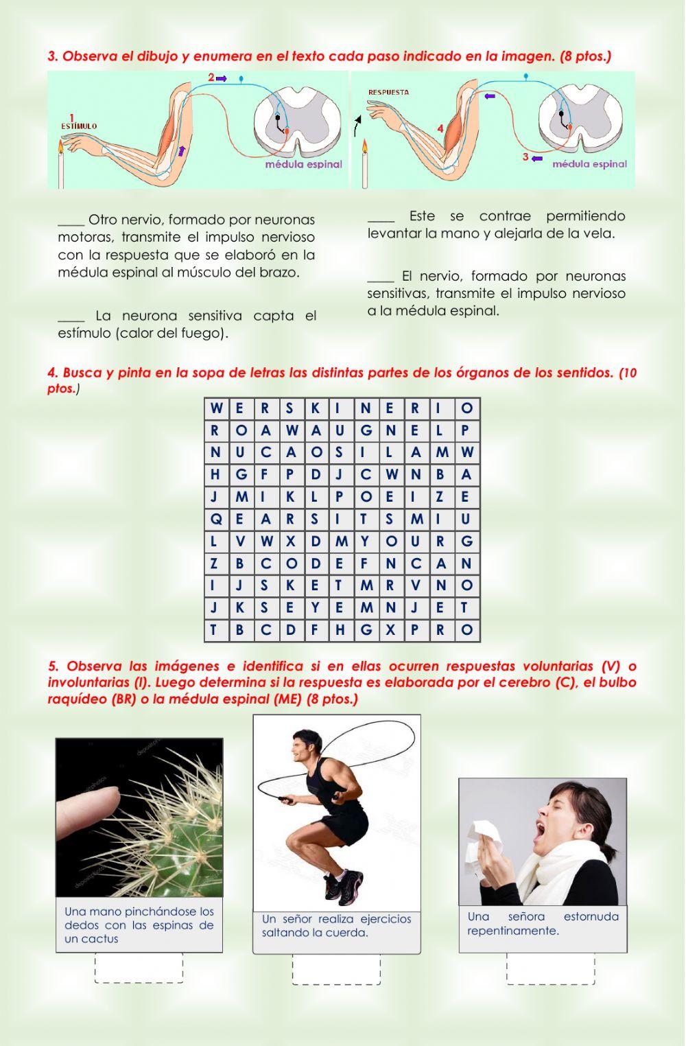 Consolidación de Conocimientos (C. Naturales)