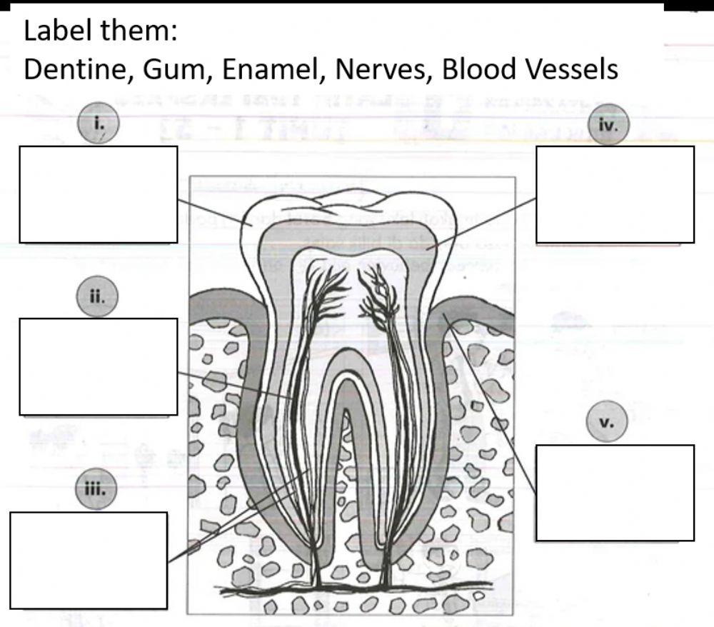 Dlp science year 3 human dentition worksheet 3 online exercise for