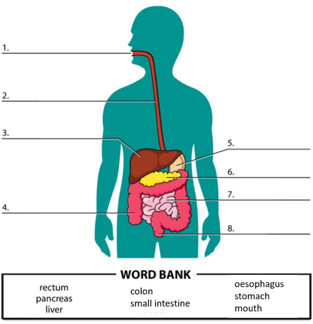 6054130 dlp science year 3 human digestion worksheet