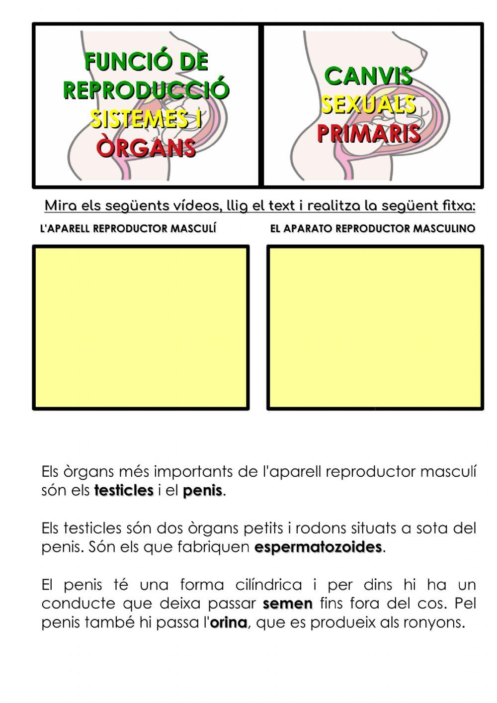 L'aparell reproductor masculí L'aparell reproductor masculí