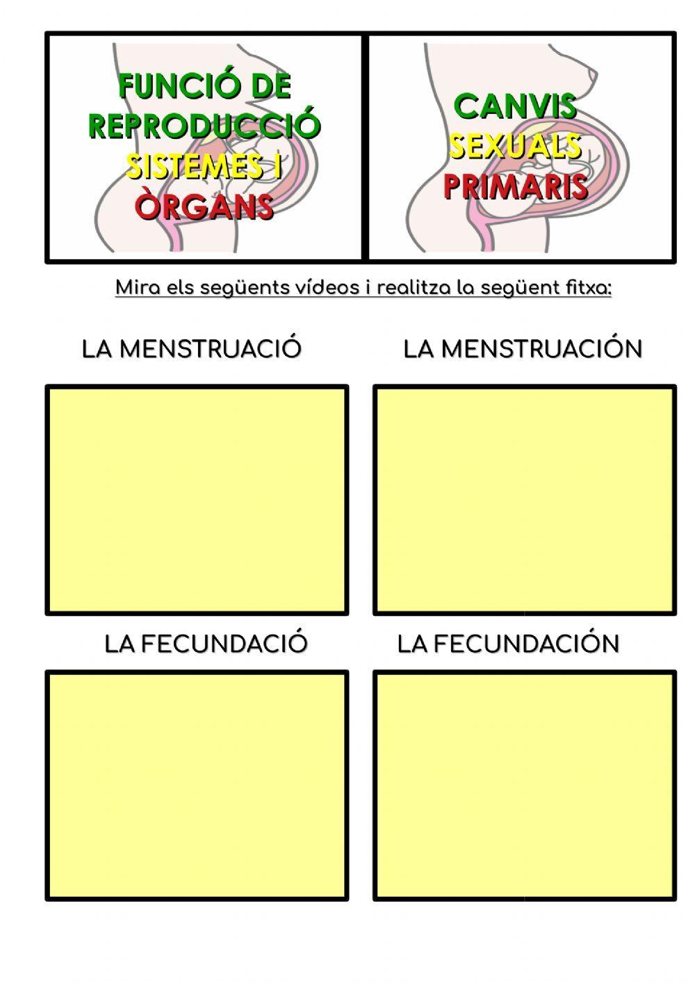 La menstruació i la fecundació La menstruació i la fecundació