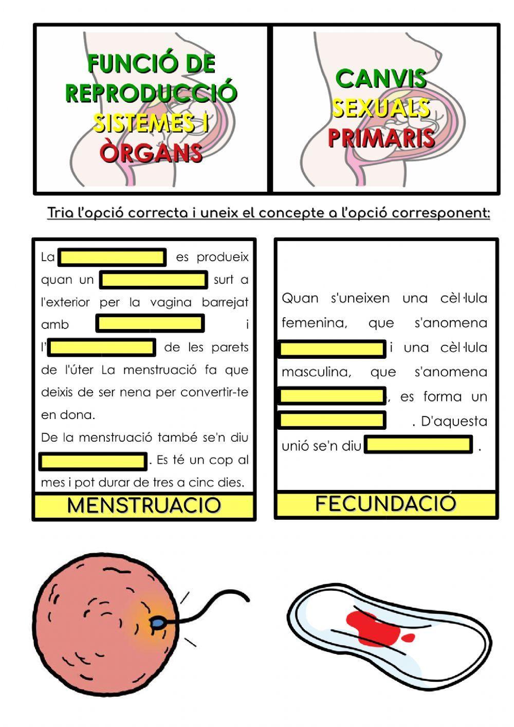 La menstruació i la fecundació La menstruació i la fecundació