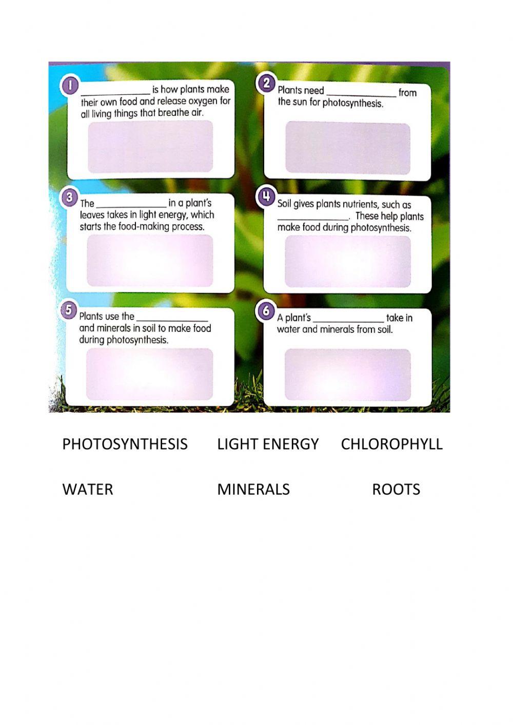 Photosynthesis