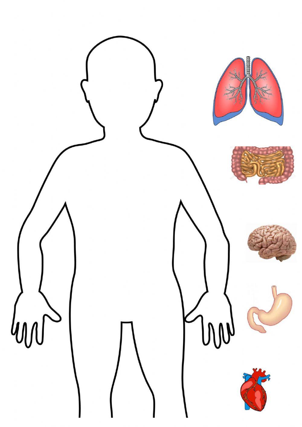 El cuerpo humano-órganos