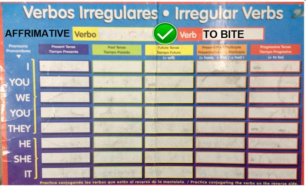Verb  to bite AFFIRMATIVE