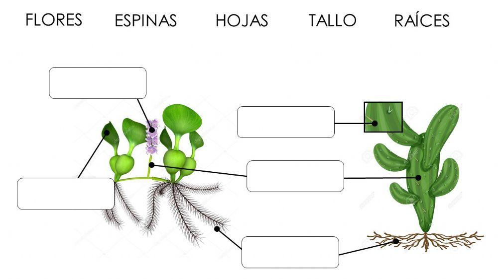 Partes de las plantas