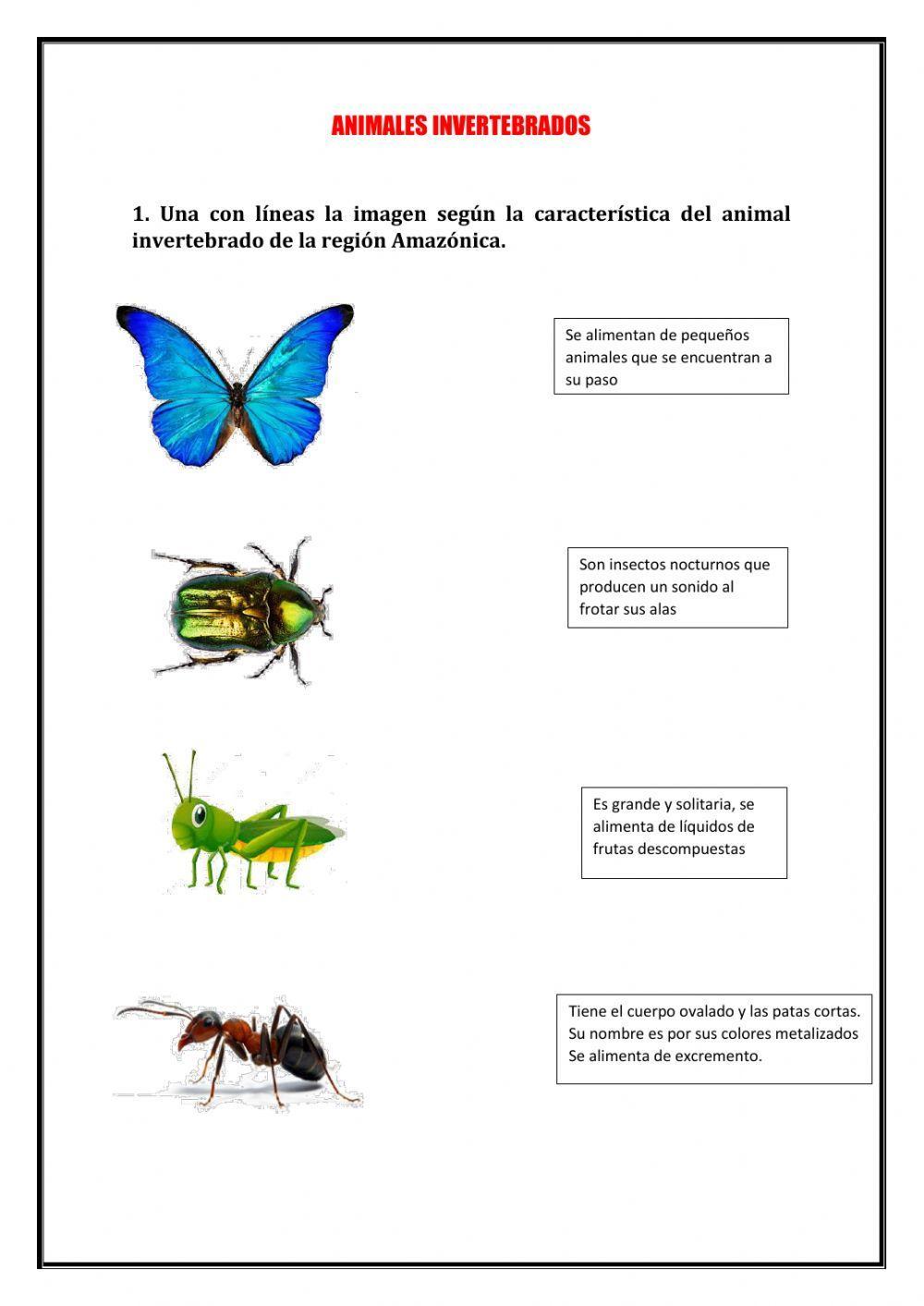 Animales invertebrados de la región Amazónica