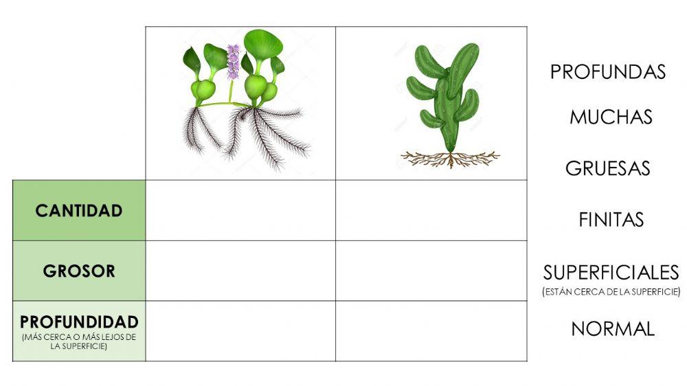 Comparación de raíces