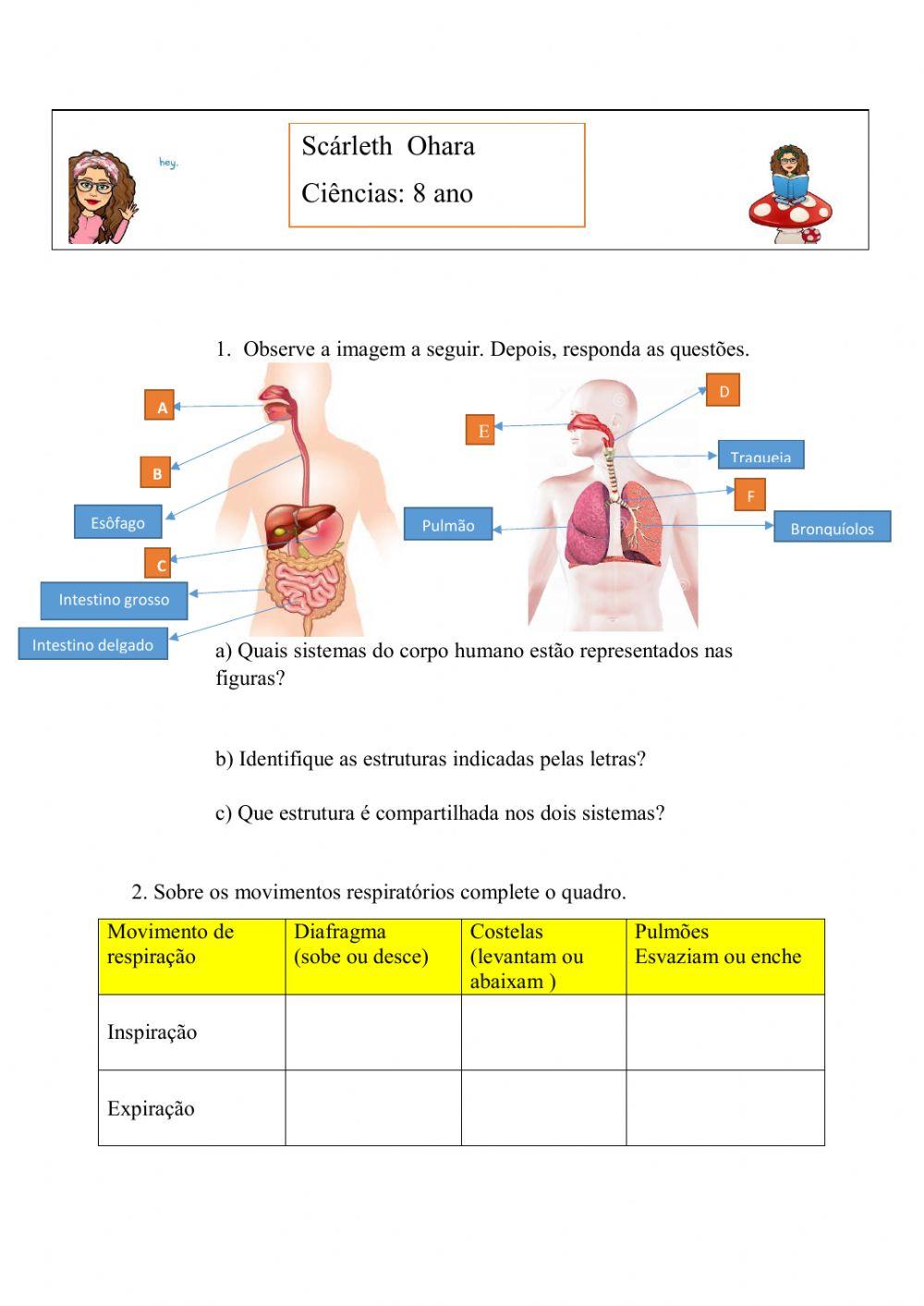 Sistem digestorio e respiratorio