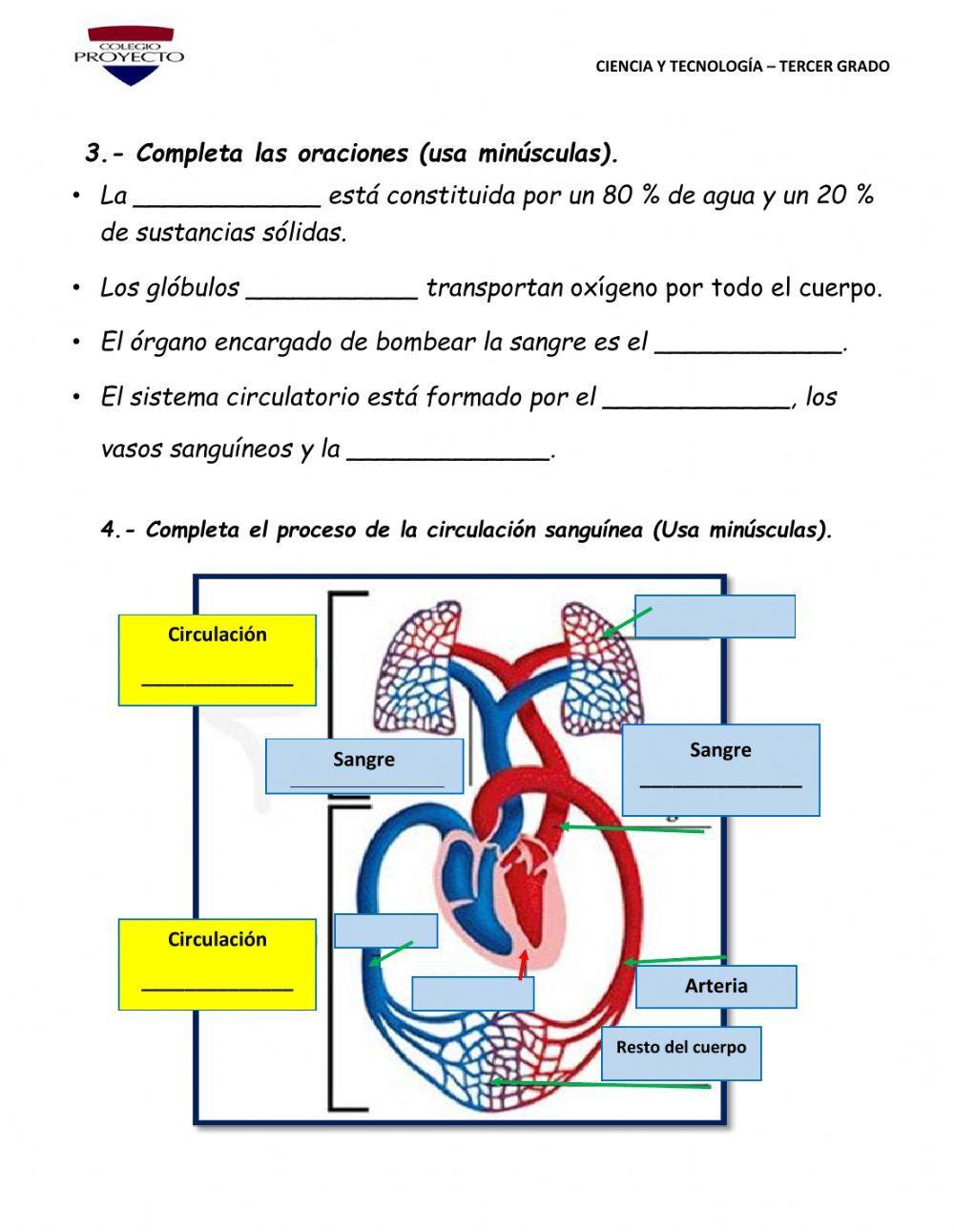 Sistema Circulatorio