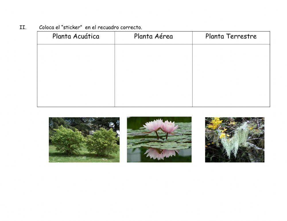 Tipos de Plantas y sus Habitats