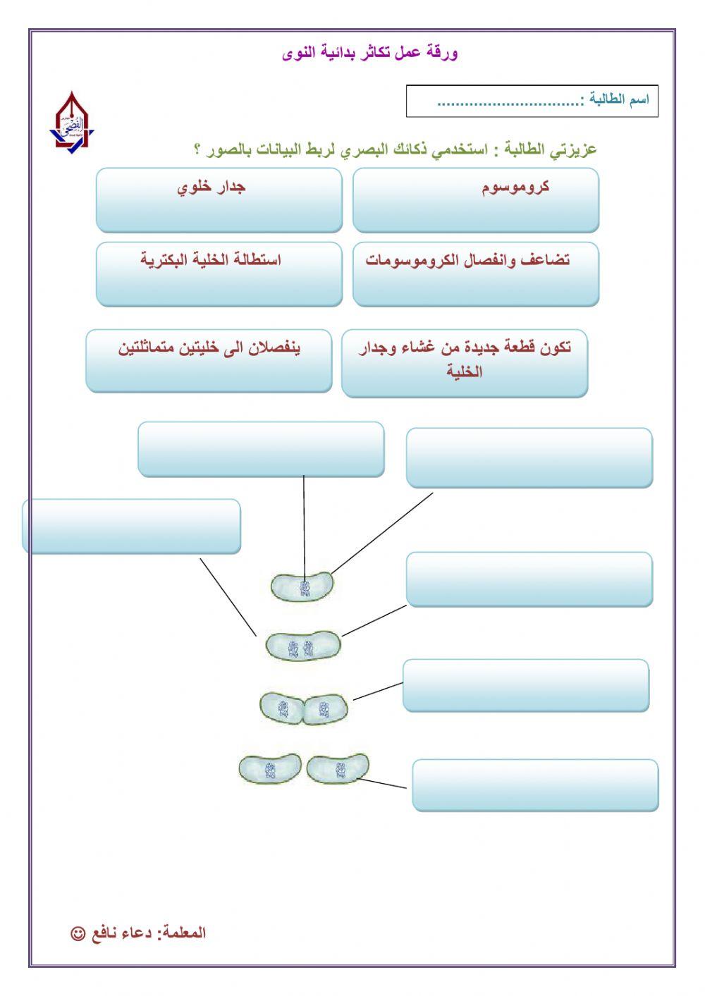 الانقسام الثنائي للبكتريا