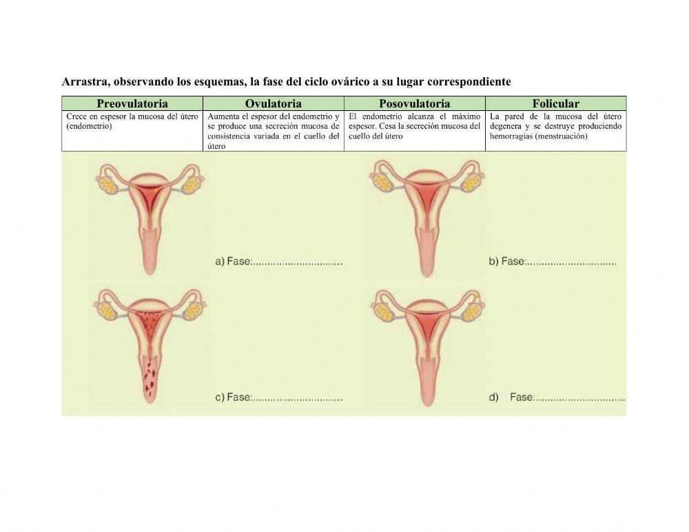 Sistema Reproductor Humano