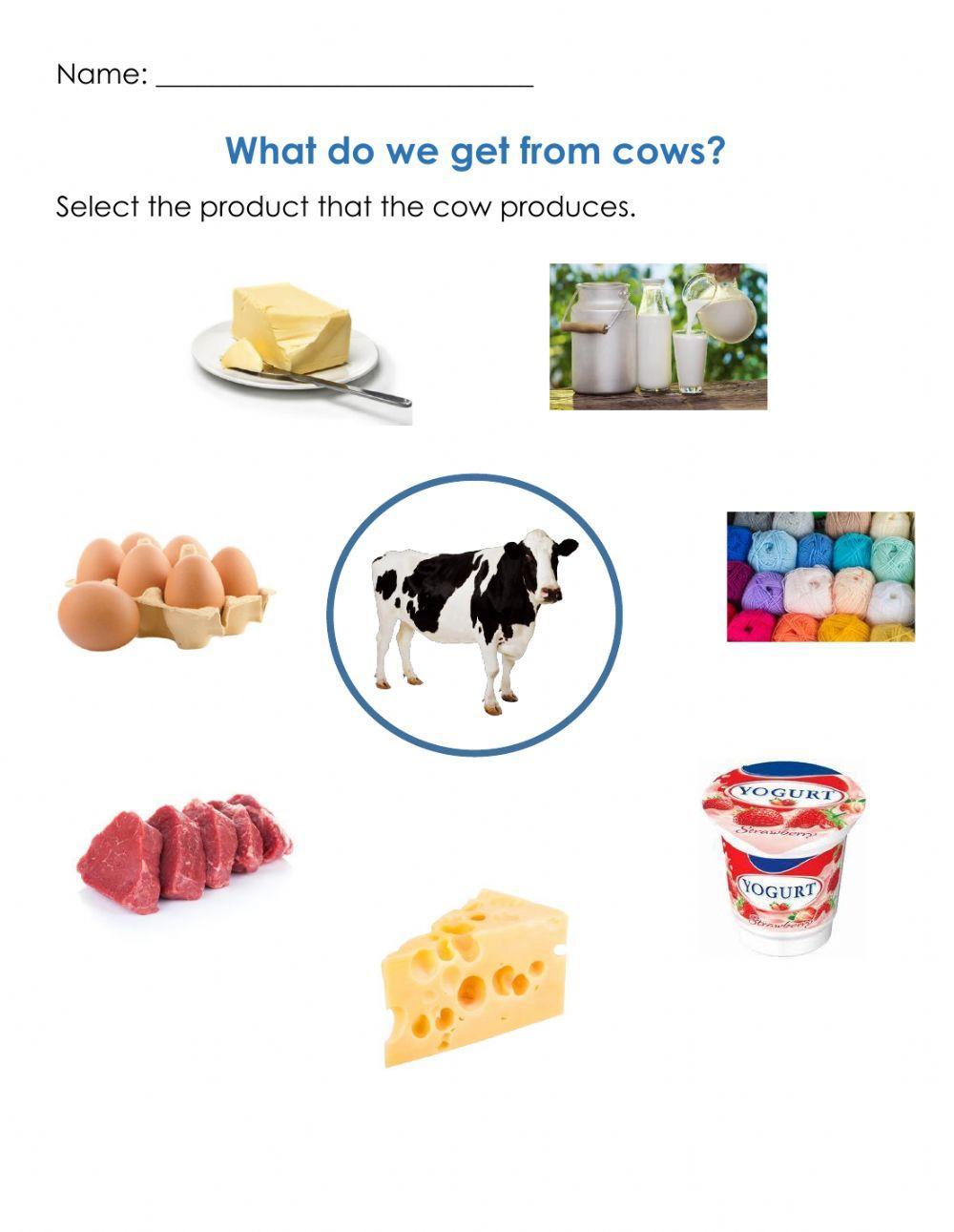 What do we get from cow?