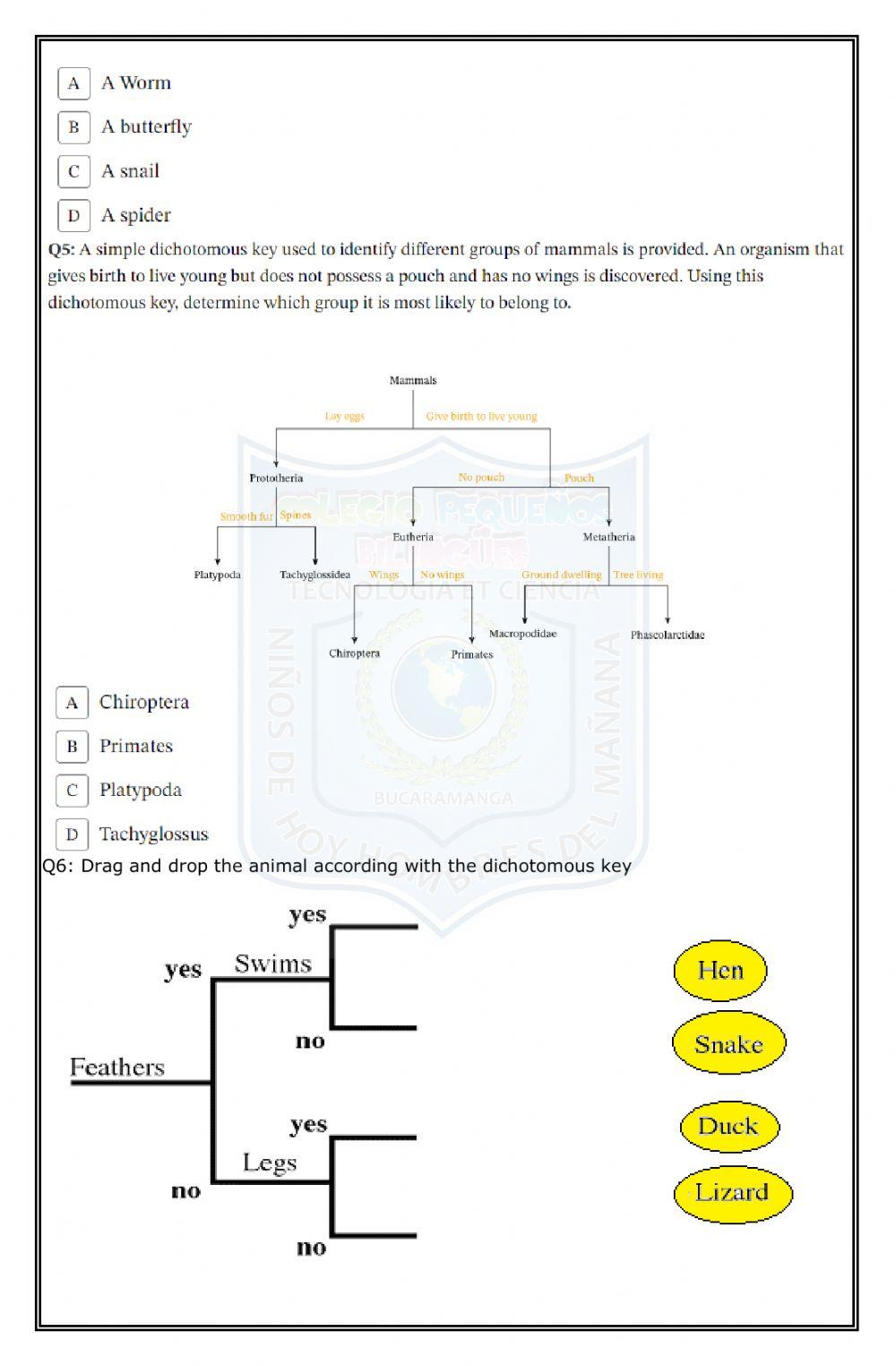 Let-s get to work-dichotomous key-third term-2020