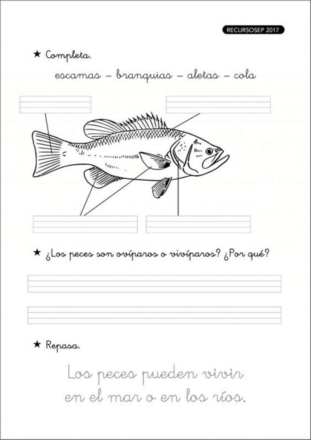 Partes peces