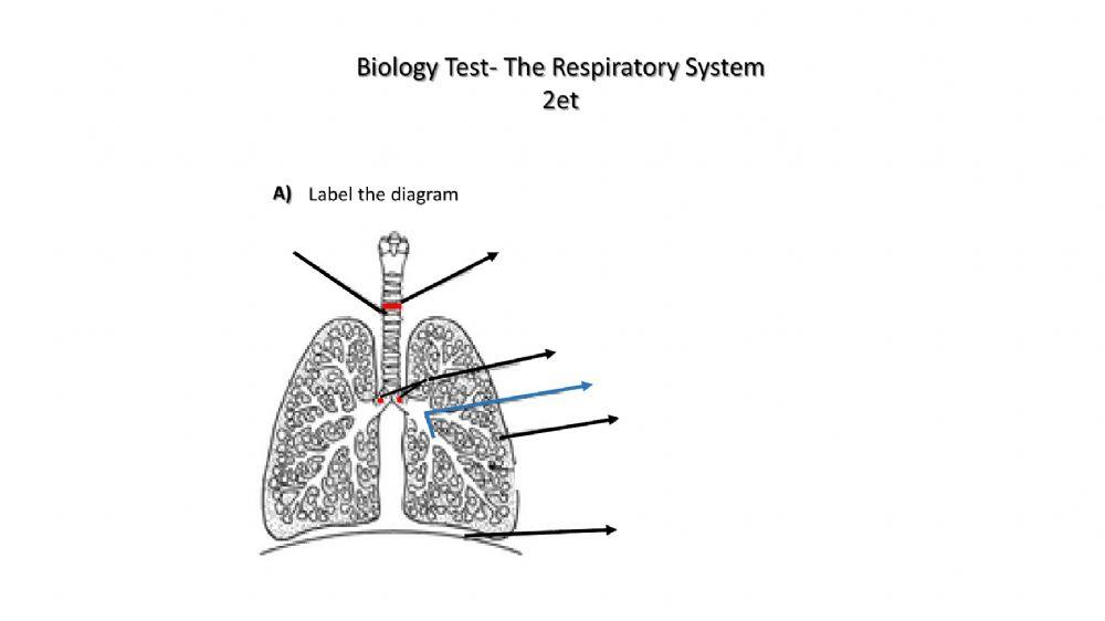 Respiratory System (Group 1)